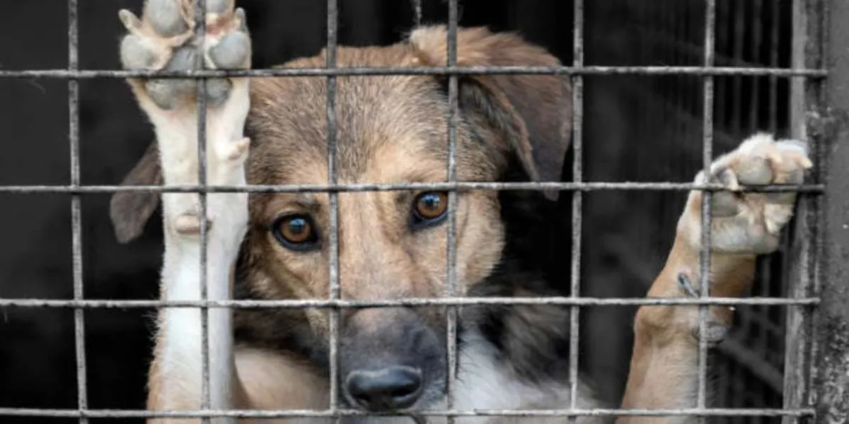 Municipios deben atender maltrato animal y contener casos
