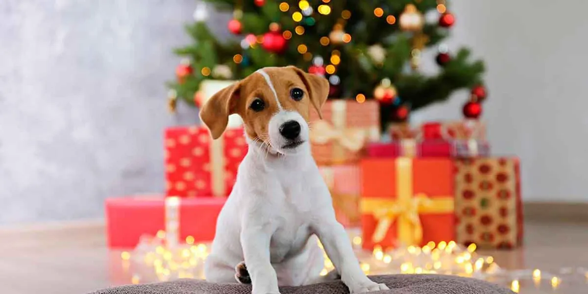 Llaman en Serdán a evitar la compra de animales durante el Día de Reyes