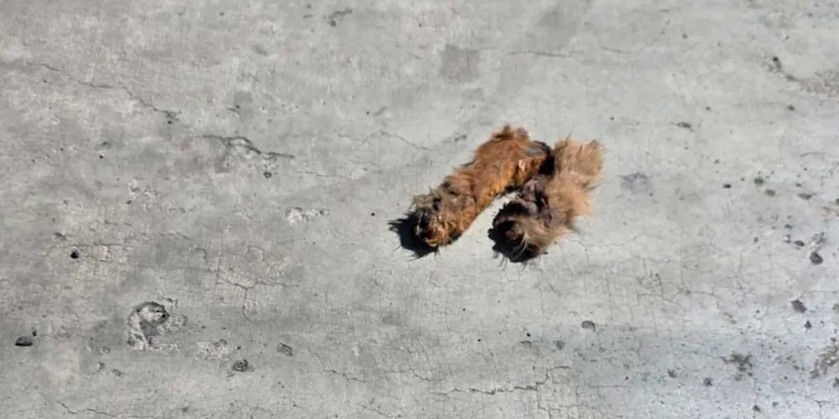 Descuartizan a perro y tiras sus patas en una colonia de Texmelucan 