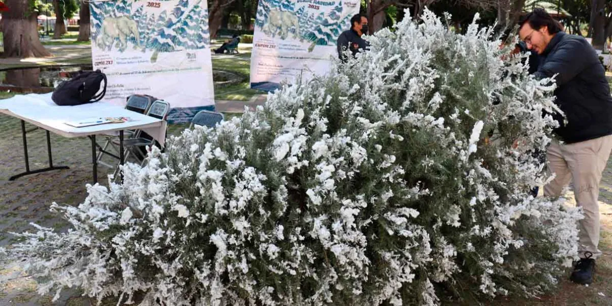 Promueve Gobierno de San Pedro Cholula el reciclaje de árboles de Navidad