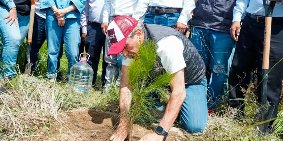 Puebla capital refuerza su compromiso ambiental: busca plantar 100 mil árboles para 2026