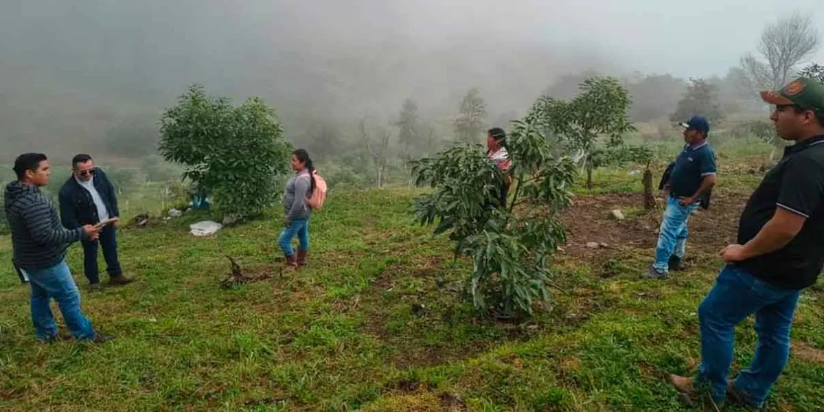 Supervisan la buena producción de aguacate en Huauchinango