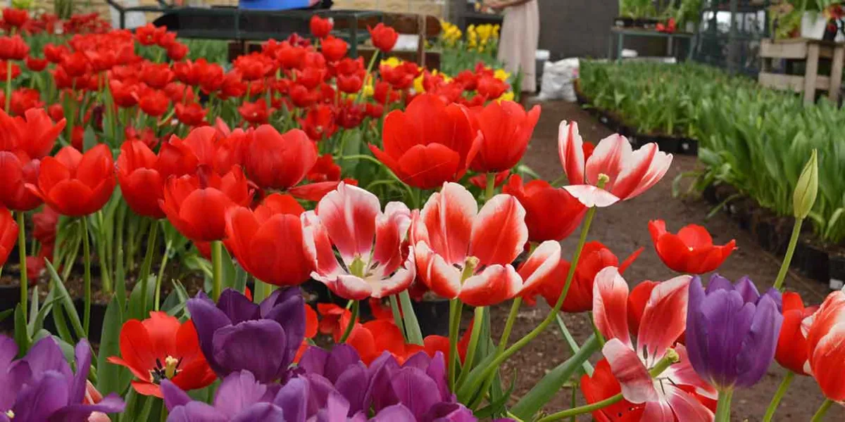 Atlixco produce 250 mil macetas de tulipán en la temporada 2026