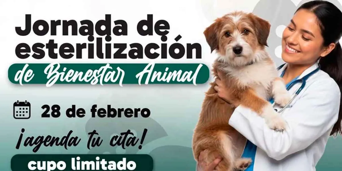Jornada de Esterilización de mascotas en Huauchinango