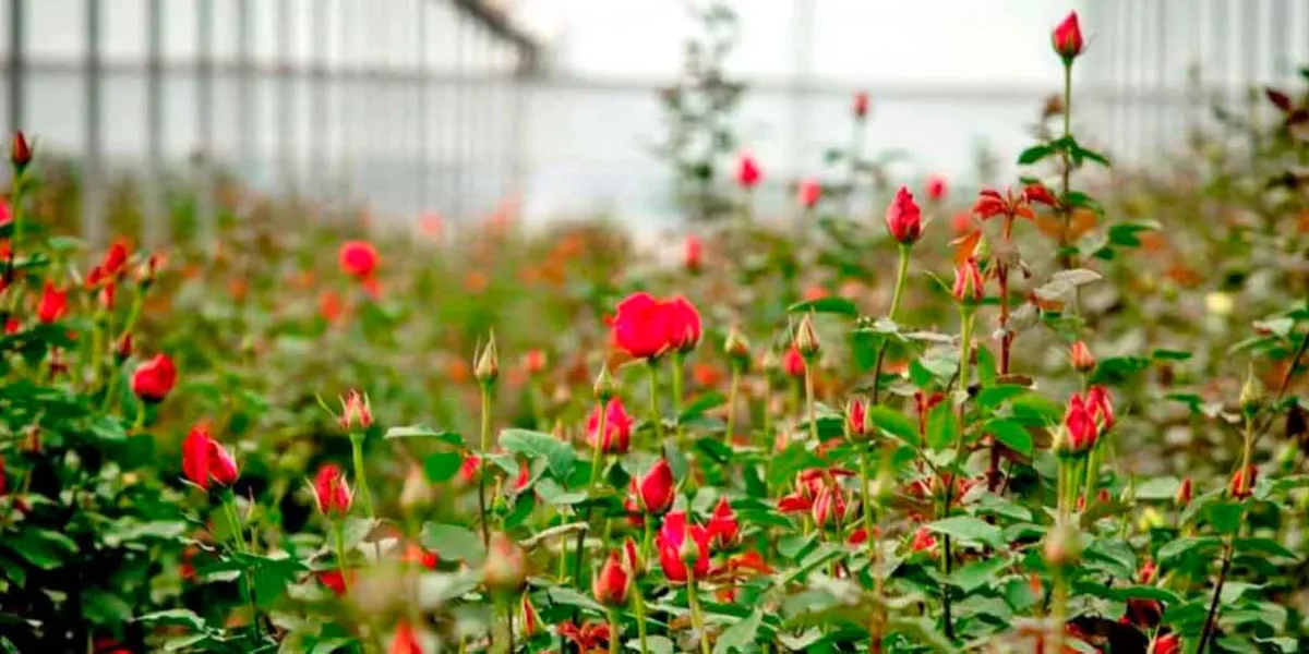 Productores prenden fogatas para proteger la producción rosas de las heladas