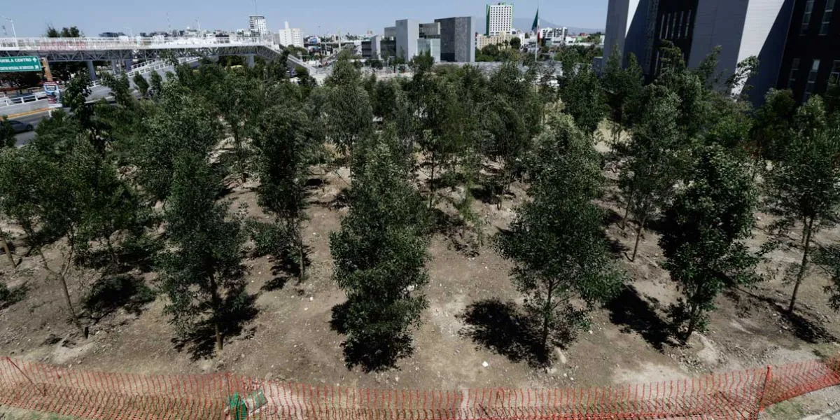 CABLEBÚS. Tras protesta ambientalista, arrancó la reforestación por daños al arbolado 
