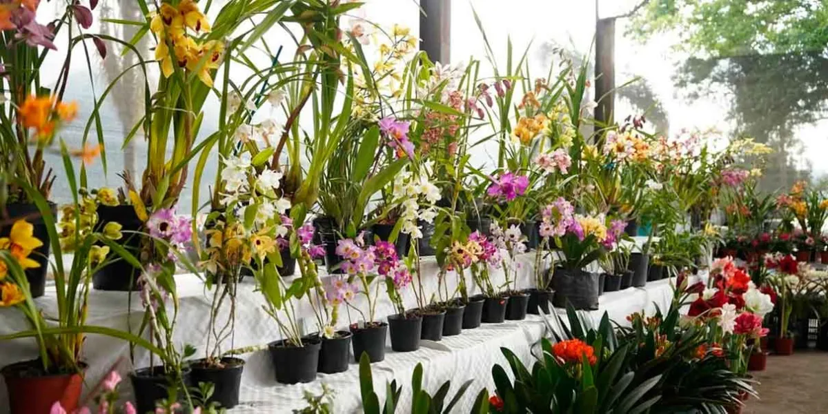 Arrancó la Exposición Orquídea 2026 en Tenango de las Flores, Huauchinango