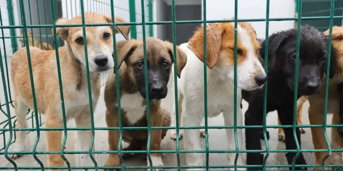 Puebla fortalece bienestar animal con nuevo modelo del DIF
