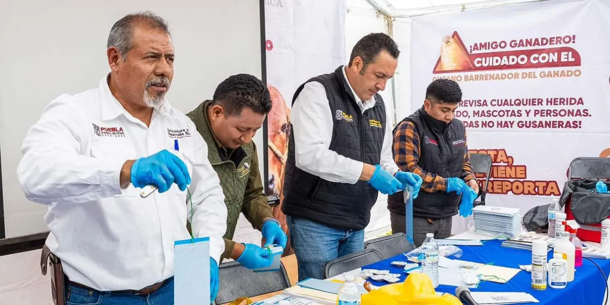 Puebla refuerza prevención del gusano barrenador en la Sierra Negra