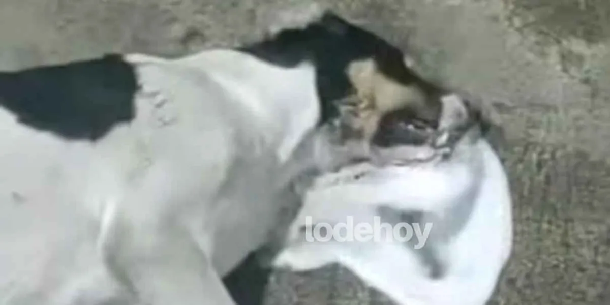 Envenenan a más perros en Texmelucan 
