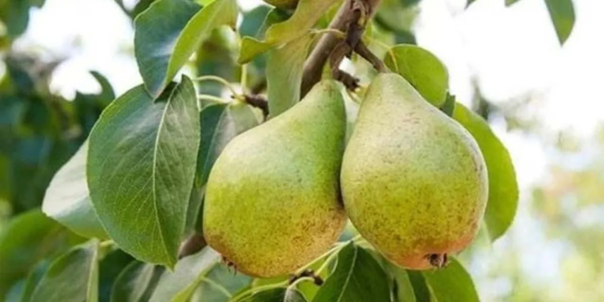 Pera, turismo y cultura: Tochimilco vive su feria agrícola más importante