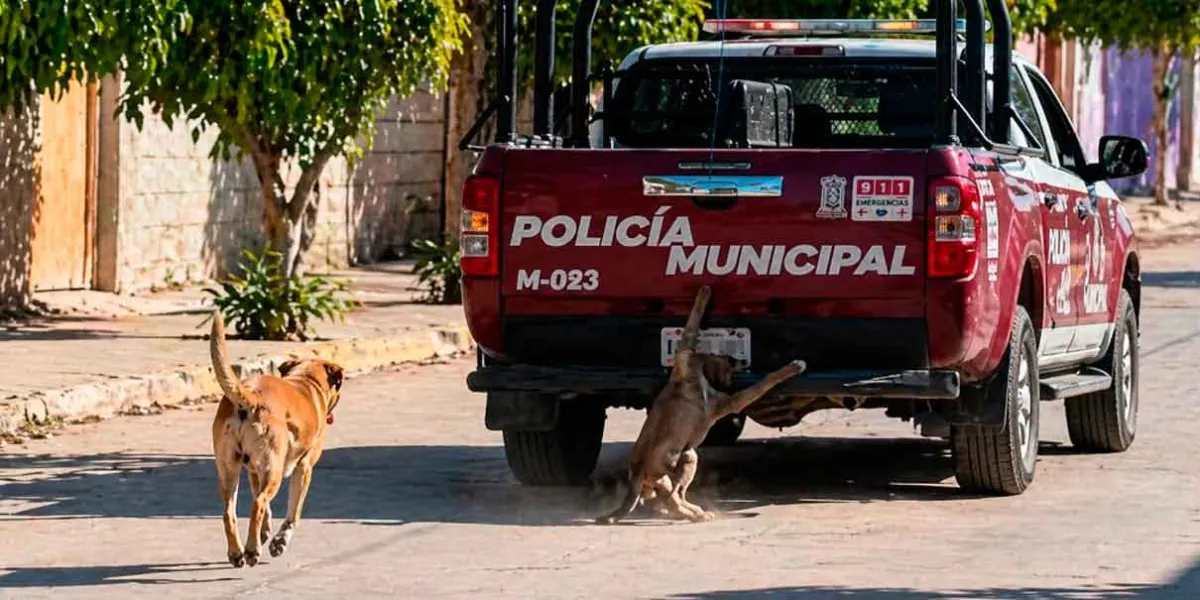 Ecologistas exigen castigo por crueldad animal en Xochiltepec
