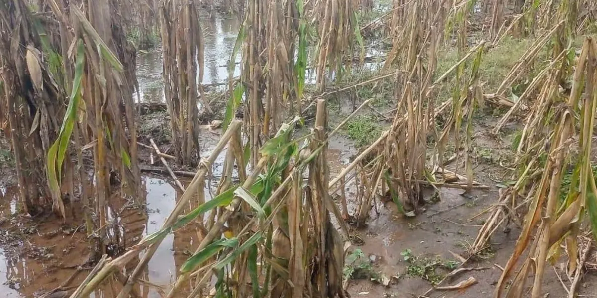 Se reportan daños por lluvias en Puebla, Atlixco y Tecamachalco