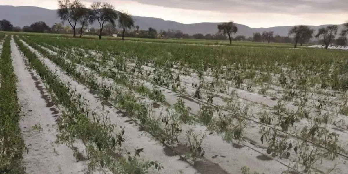 Fuertes granizadas provocan daños en cultivos de Magdalena Cuayucatepec