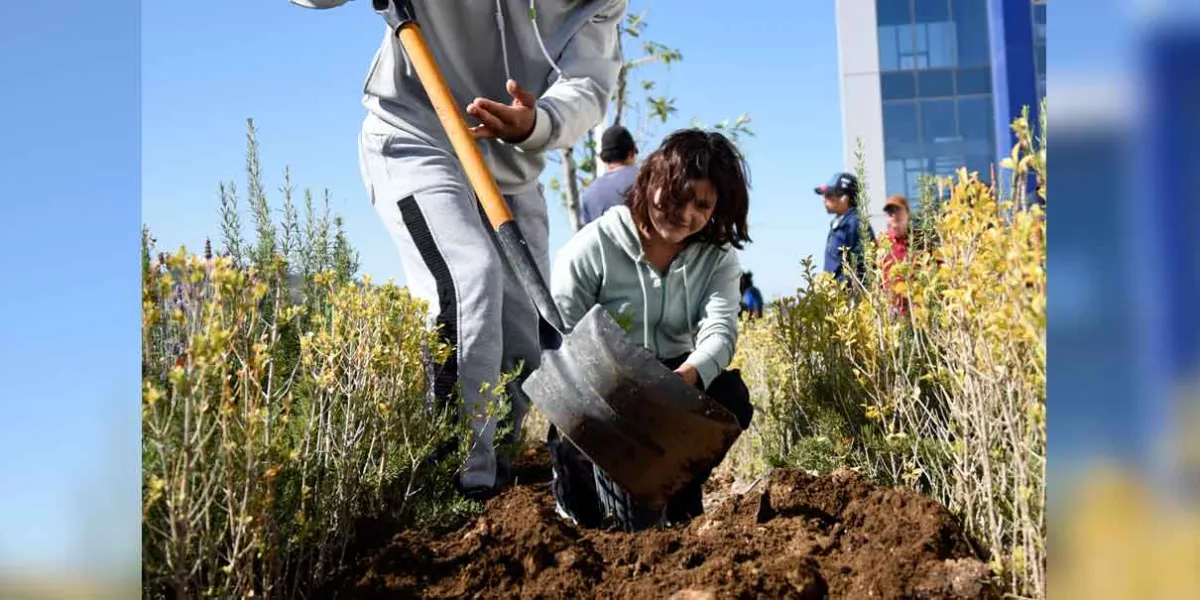 Realizan alumnos BUAP arborización en CU2