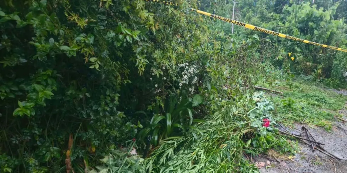 Van dos predios con amapola y marihuana en Atempan en menos de un mes