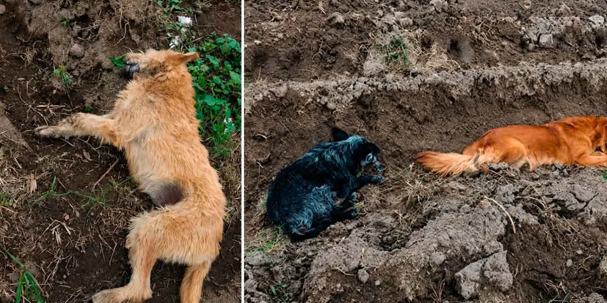 Envenenan a seis perros en San Francisco Tepeyecac; es el tercer caso reportado en Texmelucan durante 2026