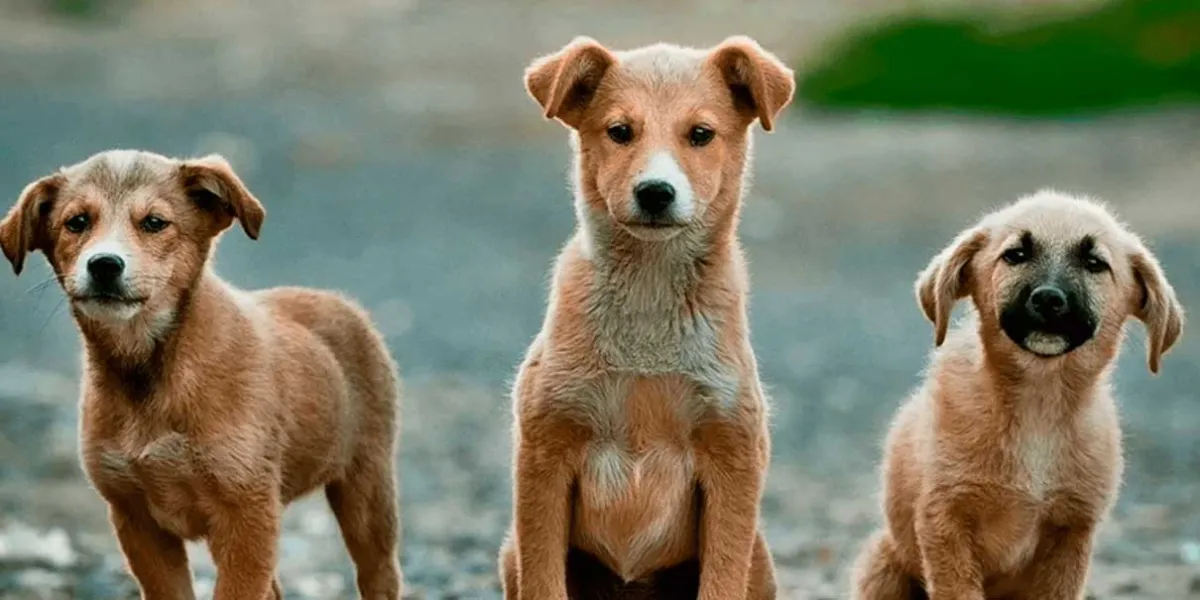Peligran perros y gatos con el uso de veneno para roedores; proponen ley en Puebla  