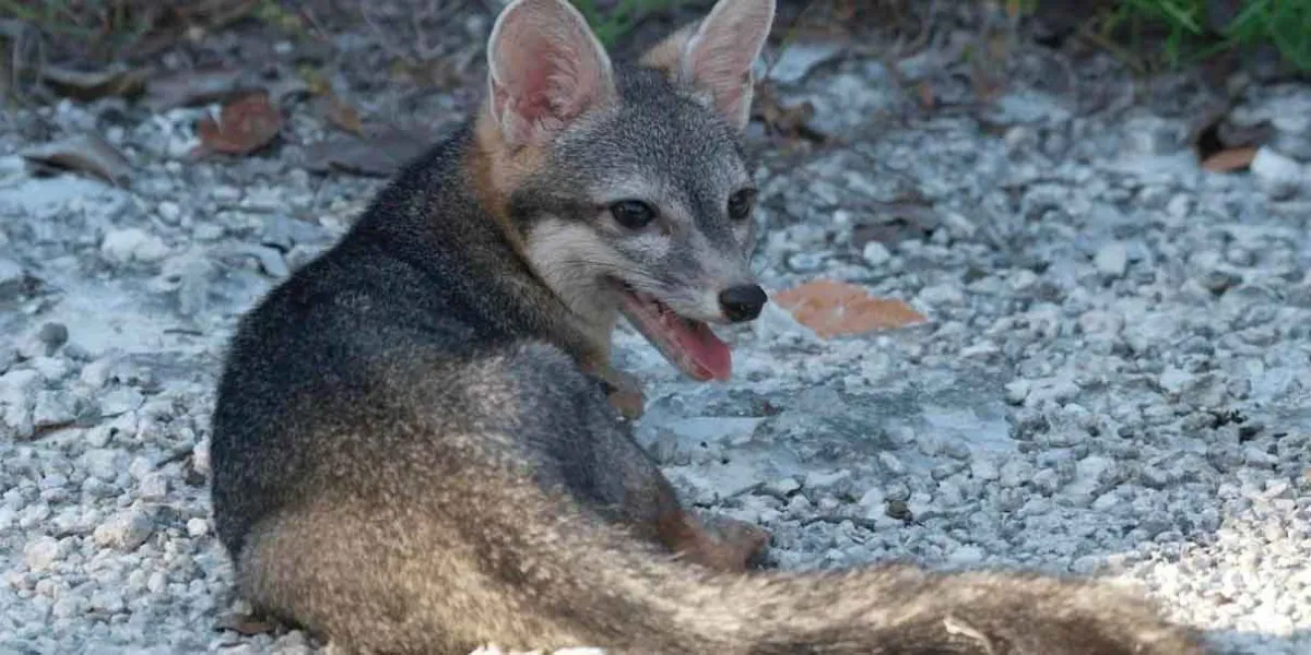 Reaparece el zorro enano de Cozumel tras 20 años; científicos alertan riesgo de extinción