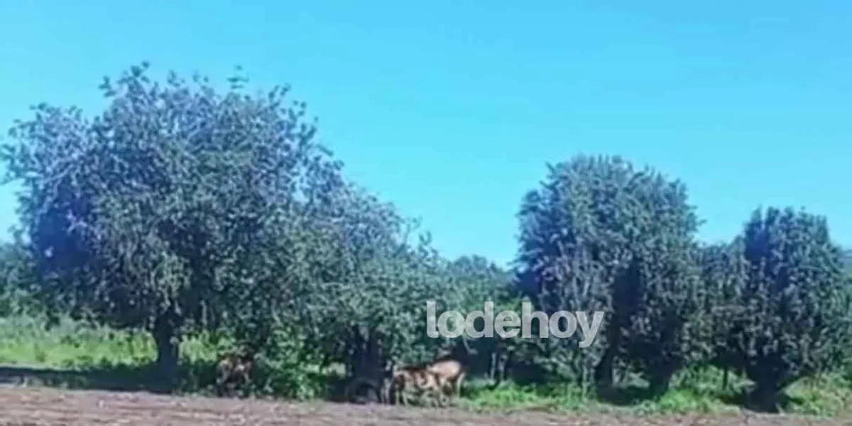 Captan venados en cultivos de Chiautzingo; escaparon de la Hacienda de Mendocinas