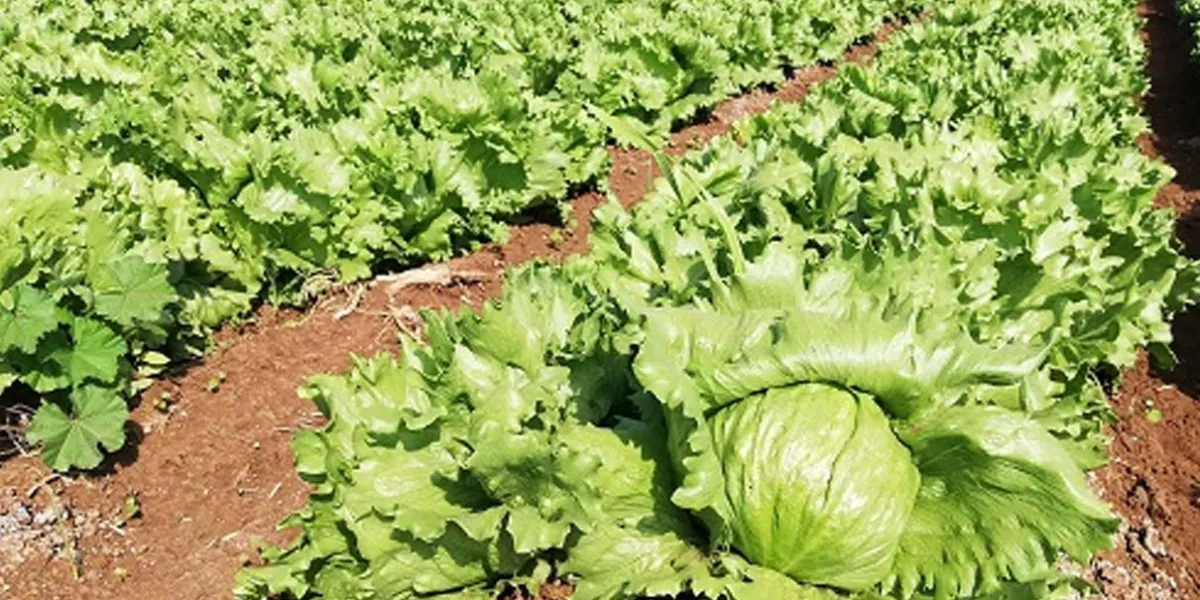 La LECHUGA no hace daño si se lava y desinfecta primero, dicen productores de Atlixco