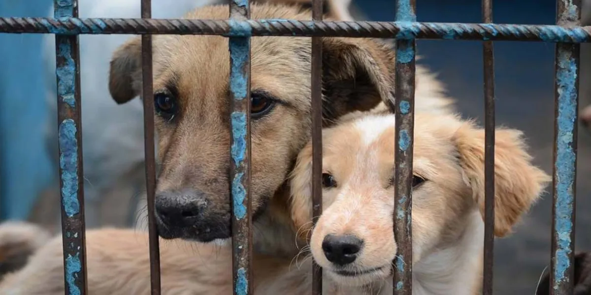 Urge campaña en escuelas para evitar alto índice de maltrato animal en Puebla