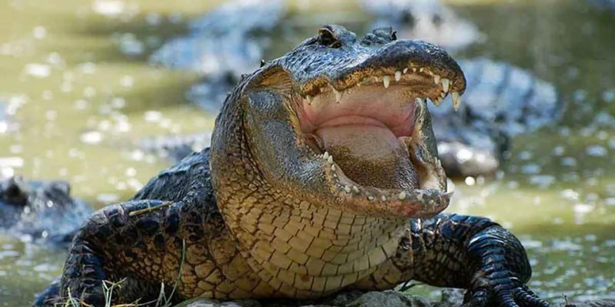 ¡Hasta cocodrilos! Marina alerta por reptil en Valsequillo