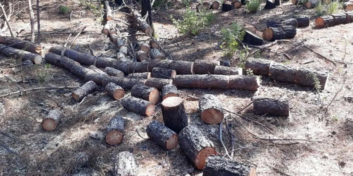 Chiautzingo redobló vigilancia contra la tala para detener a criminales