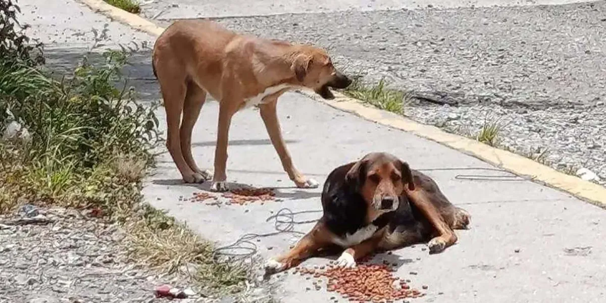A la semana se reciben 10 reportes por maltrato animal en Texmelucan 