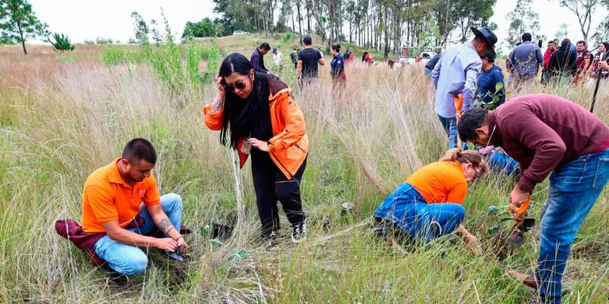 Mantiene Tonantzin Fernández reforestaciones constantes en el Cerro Zapotecas