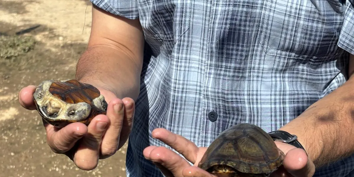 La tortuga casquito de Vallarta, el nuevo "oro verde" por el que tráfico ilegal paga hasta 500 mil pesos