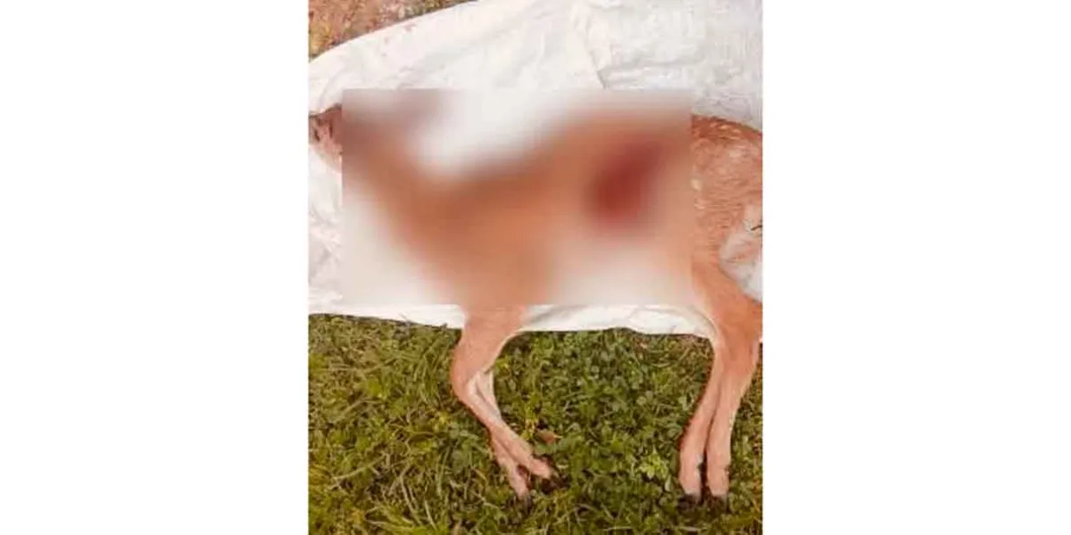 Muere cría de venado en Tochimilco y comunidad exige frenar la caza