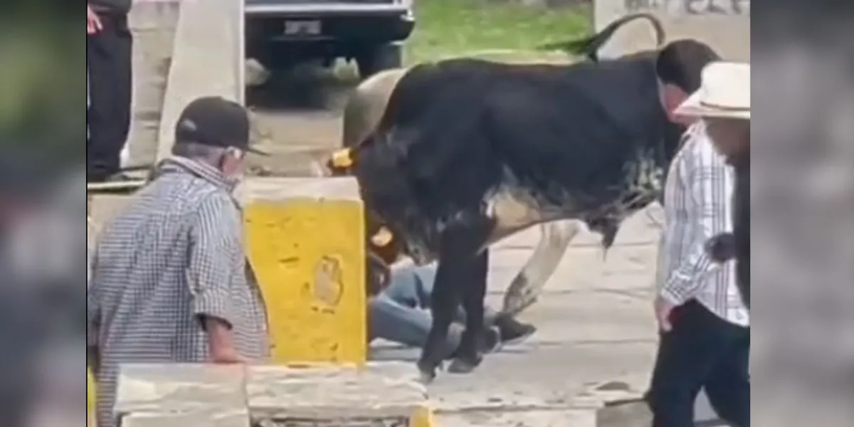 Bueyes embisten a hombre en fiesta patronal de Teotlancingo
