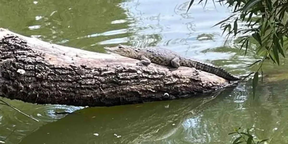 Capturan a Fugaz, el famoso cocodrilo de la Laguna de San Baltazar