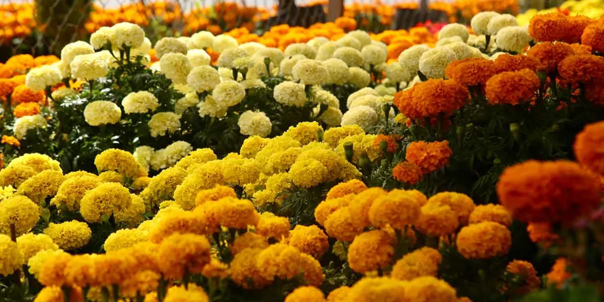 Puebla es primer lugar nacional en producción de flor en TEMPORADA DE MUERTOS 