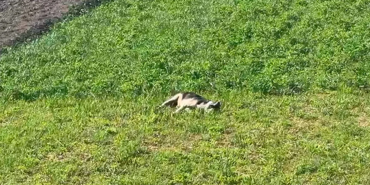 Matanza de perros en Texmelucan; le pusieron VENENO en la comida