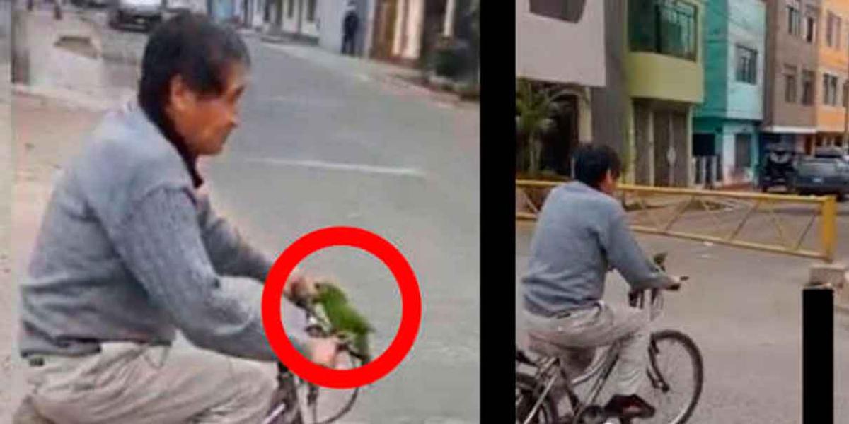 "CÓMO NO VA A GRITAR". Abuelito usa a su PERICO COMO CLAXON en la bicicleta