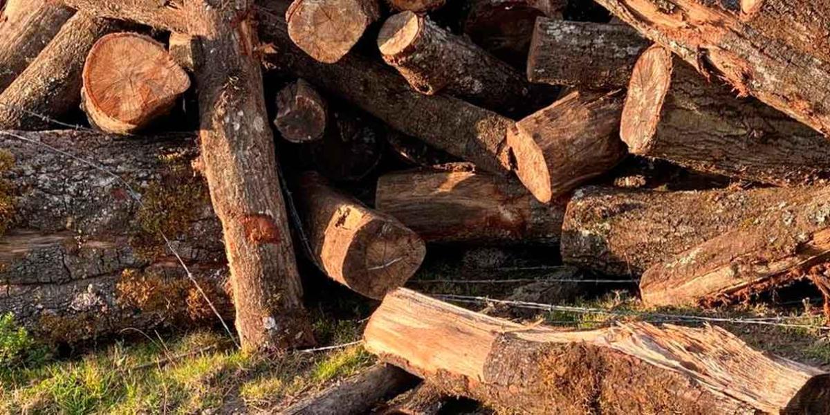 Descubren daño forestal en Zacatlán; recuperan madera ilegal