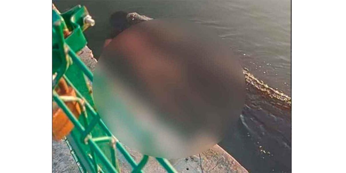 Mata cocodrilo a hombre, “pasea su cuerpo” por la orilla de una laguna en Tamaulipas