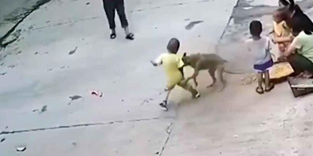 Perrito salva a un menor del ataque de otro can