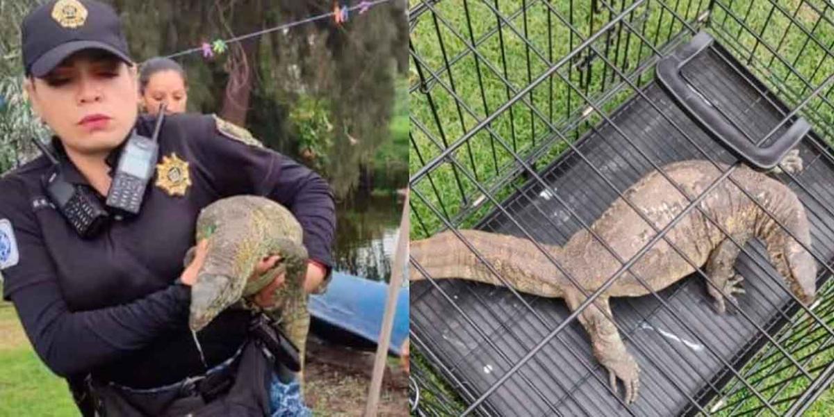 Rescatan a reptil africano que nadaba en canales de Xochimilco