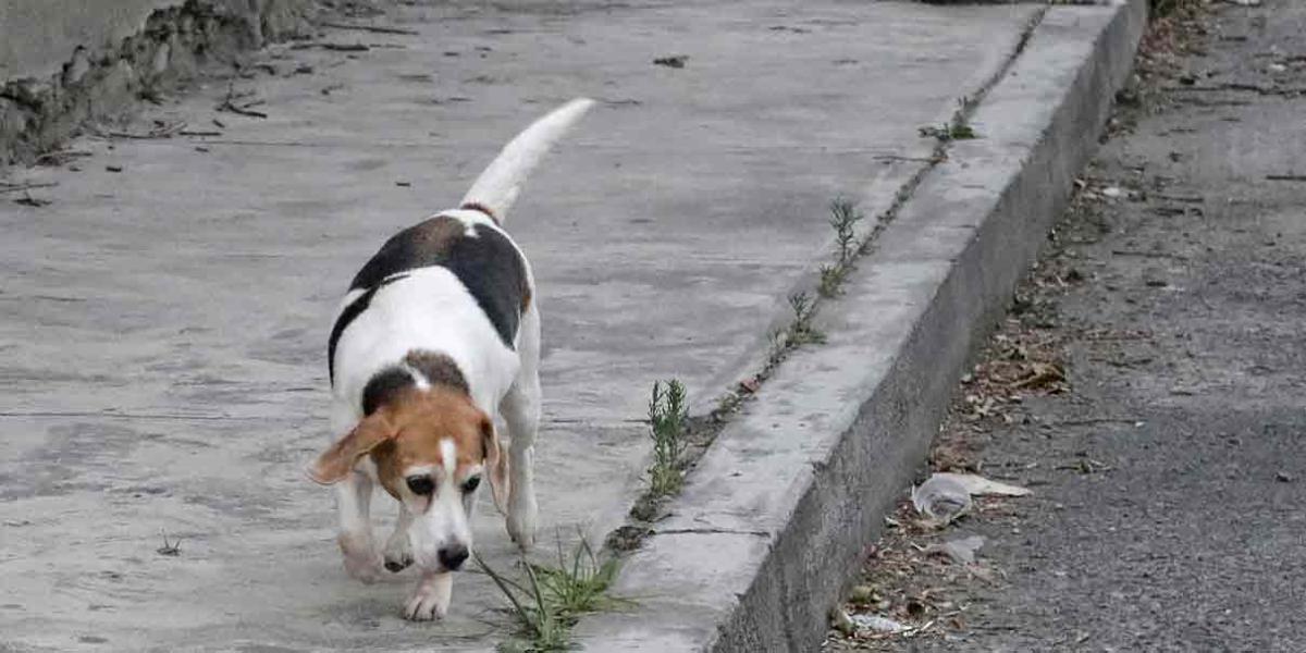 La zona metropolitana de Puebla es donde más maltratan a los perros 