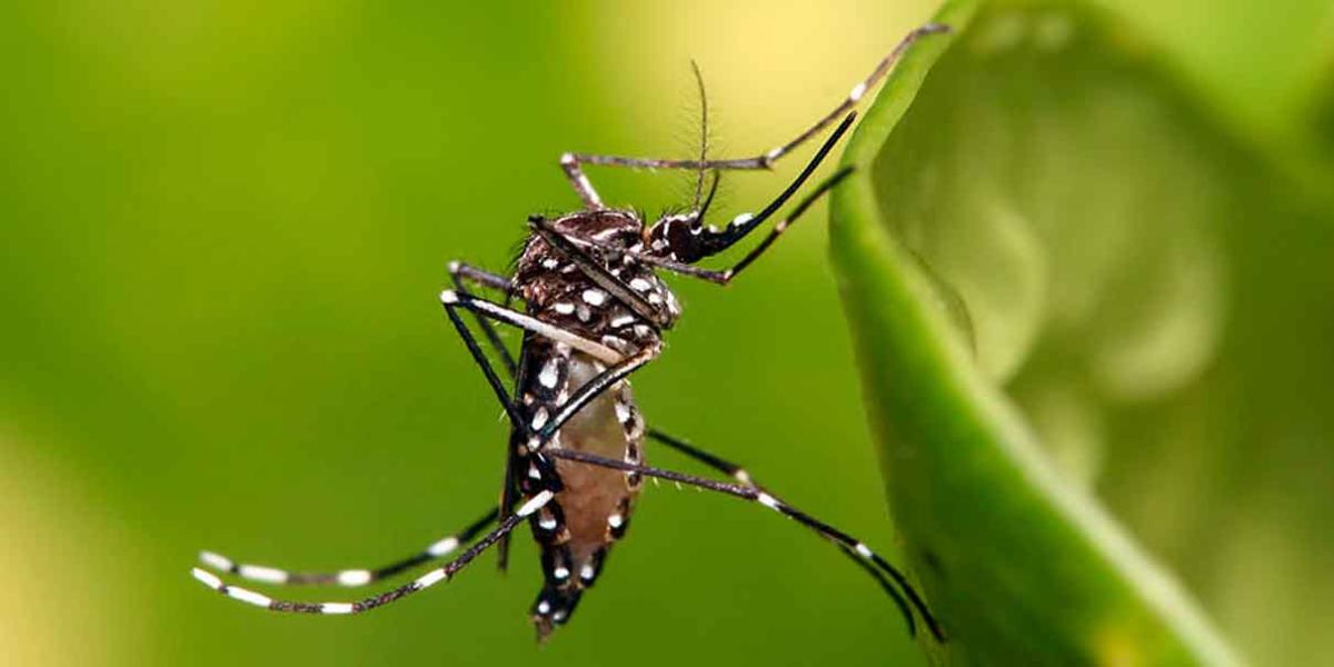 Primer muerto por dengue en Puebla, sucedió en Izúcar
