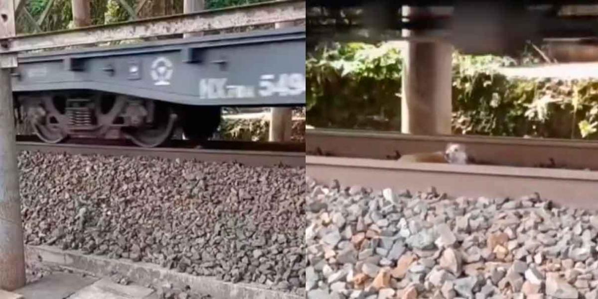 Perrito se queda dormido en las vías y tren le pasa encima y así sobrevivió