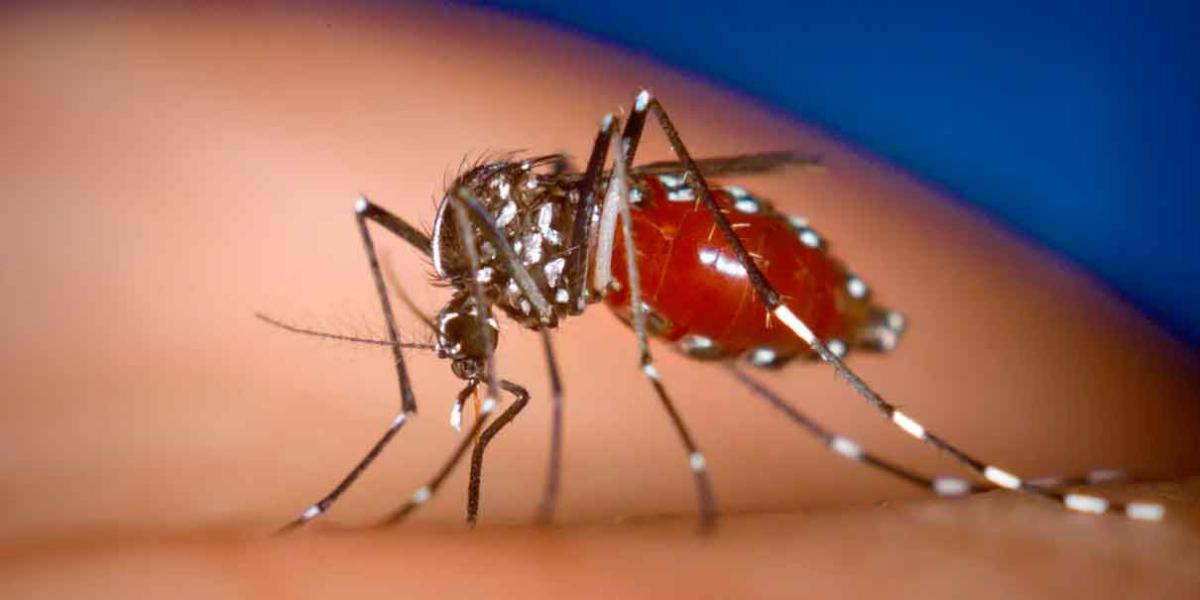Puebla rebasó esta semana los 2 mil 500 casos de Dengue