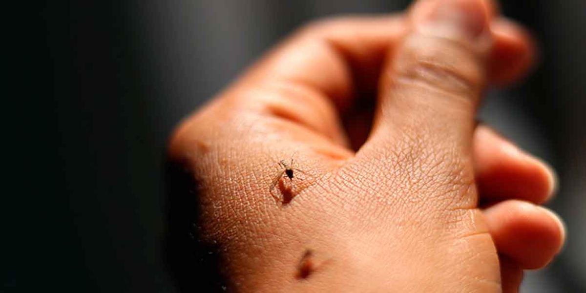105 municipios poblanos con casos de Dengue, ya casi llega a los 2 mil 800 contagios