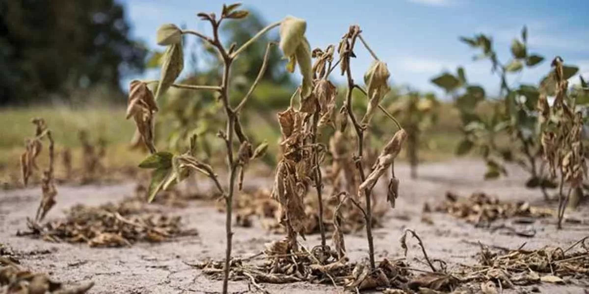 La sequía afecta al campo y pega en los bolsillos