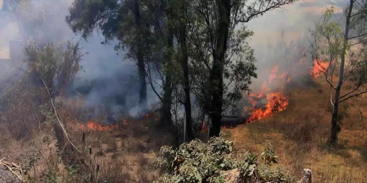 Se han presentado 7 denuncias por provocar incendios forestales