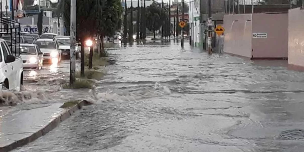 Árboles en bulevares de la ciudad ponen en riesgo a peatones y conductores; anuncian más lluvias