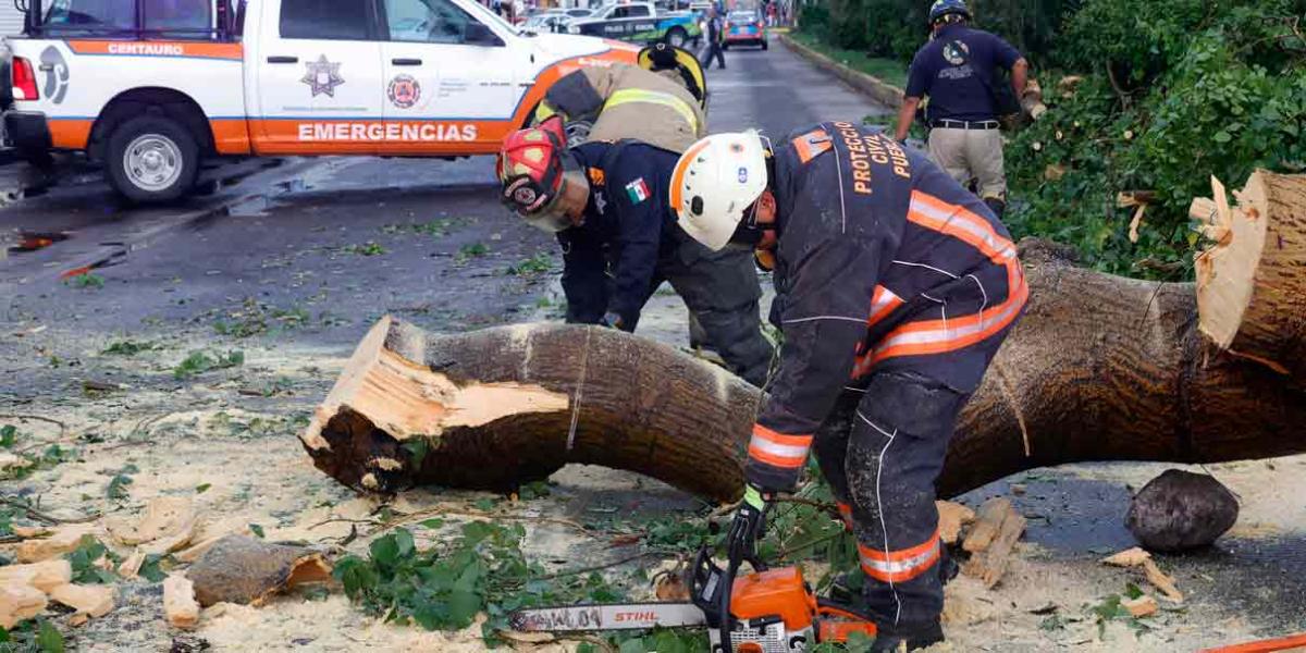 Caída de árboles bloquearon acceso a la zona de La Paz